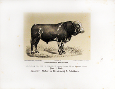  - Viehausstellung. - Album von an der Schweizerischen Viehausstellung in Langenthal 1868 prmirter Zuchtthiere.