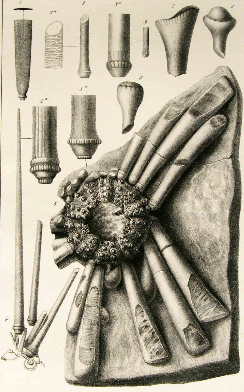 DESOR, E. (Edouard) (1811-1882) : - Synopsis des chinides fossiles. Text + Atlas. Ens. 2 volumes.  