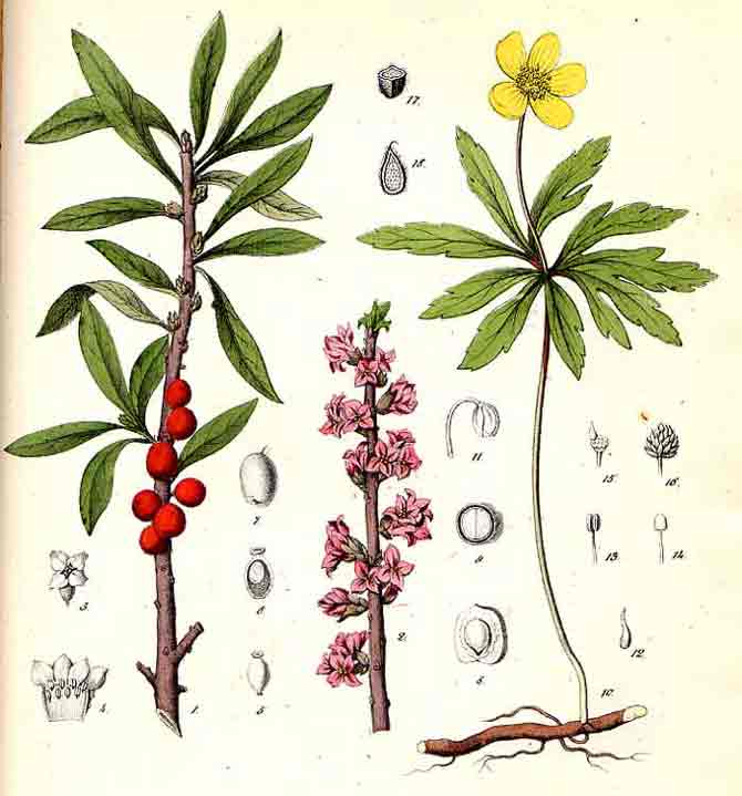 BERGE, Fr. (Friedrich) & RIECKE, V.A. (Viktor Adolf): - Giftpflanzen-Buch oder allgemeine und besondere Naturgeschichte smmtlicher inlndischen sowie der wichtigsten auslndischen phanerogamischen und cryptogamischen Giftgewchse, mit treuen Abbildungen smmtlicher inlndischen und vieler auslndischen Gattungen.