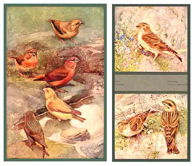 ROBERT, Lon Paul (1851-1923): - Les oiseaux de chez nous. Reproductions d'aquarelles de Lon Paul &  Paul-A. Robert, fils. Collection de feuilles spares.