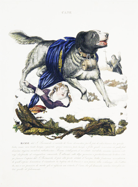 GIARRE, L.: - Cane. (Fameux chien de St. Bernard).