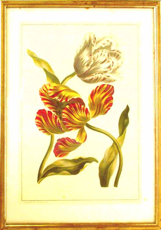 Edwards, J. - Ein Blumenbild 25.x34 cm unter Glass im goldenen Rahmen 33x43 cm.