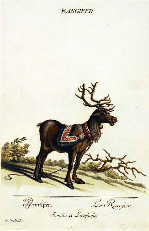 RIDINGER (M. E. & J. J. ) - Rangifer / Rennthier./ Le Rangier. Familia II.  Zweyhufige. Aus / From: RIDINGER (M. E. & J. J. ): Thierreich (Thierbuch), Augsburg, 1768. Original Handkolorierter Kupferstich auf Honig-Btten. / Original handcoloured engraving / Gravure orig. col.  la main. Blatt 28x45 cm