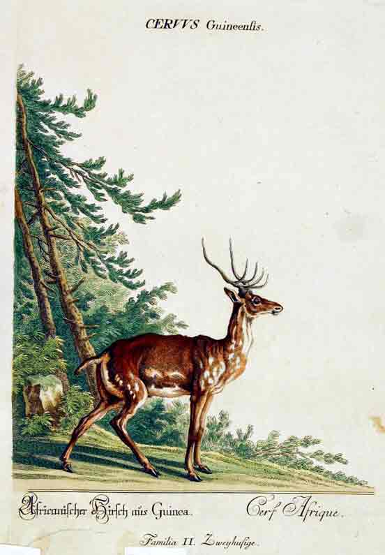 RIDINGER (M. E. & J. J. ) - Cervus Guineensis. / Africanischer Hirsch aus Guinea / Cerf Afrique. Familia II.  Zweyhufige. Aus / From: RIDINGER (M. E. & J. J. ): Thierreich (Thierbuch), Augsburg, 1768. Original Handkolorierter Kupferstich auf Honig-Btten. / Original handcoloured engraving / Gravure orig. col.  la main. Blatt 28x45 cm