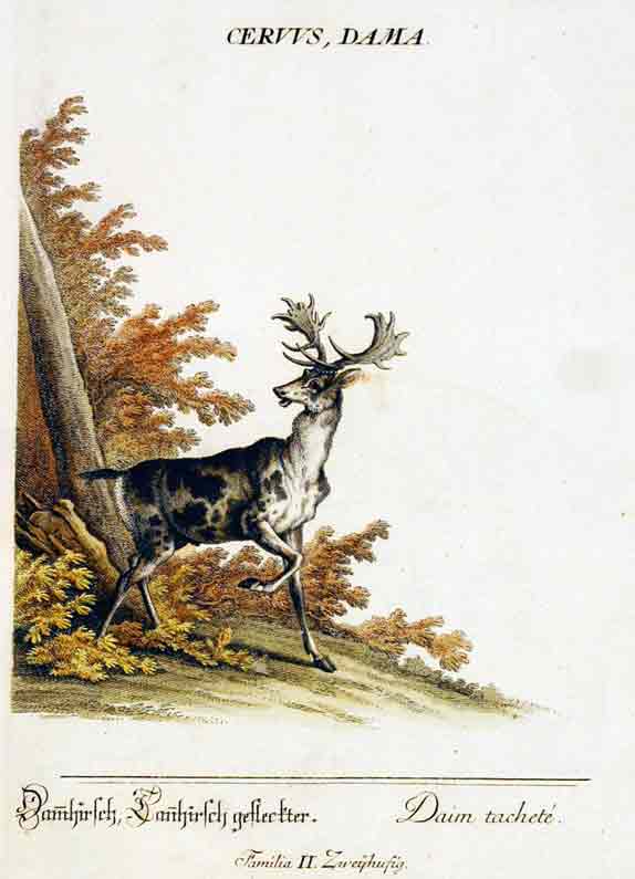 RIDINGER (M. E. & J. J. ) - Ceruus, Dama / Damhirsch  Tanhirsch gefleckter. / Daim tachet. Familia II.  Zweyhufig. Aus / From: RIDINGER (M. E. & J. J. ): Thierreich (Thierbuch), Augsburg, 1768. Original Handkolorierter Kupferstich auf Honig-Btten. / Original handcoloured engraving / Gravure orig. col.  la main. Blatt 28x45 cm.