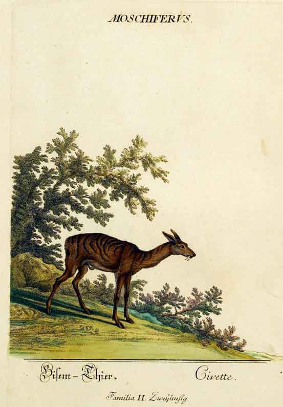 RIDINGER (M. E. & J. J. ) - Moschiferus / Bisem-Thier./ Civette. Familia II. Zweyhufig. Aus / From: RIDINGER (M. E. & J. J. ): Thierreich (Thierbuch), Augsburg, 1768. Original Handkolorierter Kupferstich auf Honig-Btten. / Original handcoloured engraving / Gravure orig. col.  la main. Blatt 28x45 cm.
