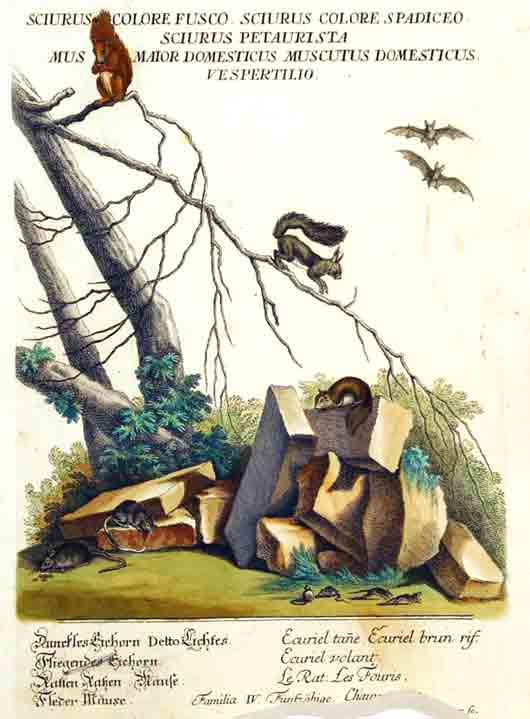 RIDINGER (M. E. & J. J. ) - Scirus colore fusco, Sciurus colore spadiceo, Sciurus petaurista, Mus maior domesticus muscutus domesticus, Vespertilio. / Dunckles Eichhorn Detto Lichtes. Fliegendes Eichhorn, Ratten Ratzen, Muse. Fleder Muse./ Ecuriel tane. Ecuriel brun rif. Ecuriel volant. Le Rat. Les Souris. Familia IV. Fnfzhige. Aus / From: RIDINGER (M. E. & J. J. ): Thierreich (Thierbuch), Augsburg, 1768. Original Handkolorierter Kupferstich auf Honig-Btten. / Original handcoloured engraving / Gravure orig. col.  la main. Blatt 28x45 cm.