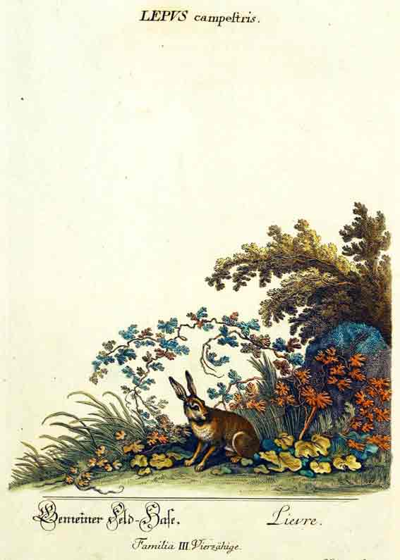 RIDINGER (M. E. & J. J. ) - Lepus campestris./ Gemeiner Feld- Hase./ Livre. Familia III. Vierzhige. Aus / From: RIDINGER (M. E. & J. J. ): Thierreich (Thierbuch), Augsburg, 1768. Original Handkolorierter Kupferstich auf Honig-Btten. / Original handcoloured engraving / Gravure orig. col.  la main. Blatt 28x45 cm.