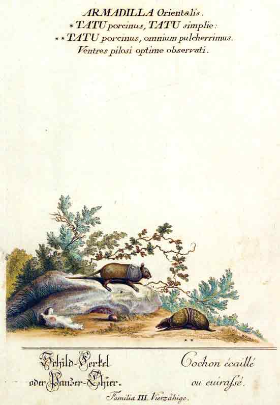 RIDINGER (M. E. & J. J. ) - Armadilla Orientalis. Tatu porcinus, Tatu simplie, Tatu porcinus, omnium pulcherrimus. Ventres pilosi optime observati./ Schild-Ferkel oder Panzer-Thier. / Cochon caill au cuirass. Familia III. Vierzhige. Aus / From: RIDINGER (M. E. & J. J. ): Thierreich (Thierbuch), Augsburg, 1768. Original Handkolorierter Kupferstich auf Honig-Btten. / Original handcoloured engraving / Gravure orig. col.  la main. Blatt 28x45 cm.