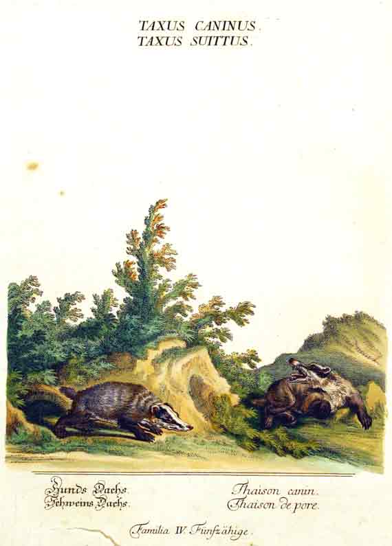 RIDINGER (M. E. & J. J. ) - Taxus Caninus, Taxus Suittus./ Hunds Dachs, Schweins Dachs./ Thaison canin, Thaison de porc. Familia IV Fnfzhige. Aus / From: RIDINGER (M. E. & J. J. ): Thierreich (Thierbuch), Augsburg, 1768. Original Handkolorierter Kupferstich auf Honig-Btten. / Original handcoloured engraving / Gravure orig. col.  la main. Blatt 28x45 cm.