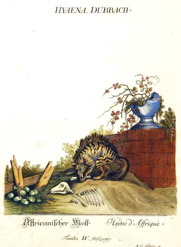 RIDINGER (M. E. & J. J. ) - Hyena, Dubbach./ Africanischer Wolf./ Hyne d`Afriqu.  Familia  IV Fnfzeegig. Aus / From: RIDINGER (M. E. & J. J. ): Thierreich (Thierbuch), Augsburg, 1768. Original Handkolorierter Kupferstich auf Honig-Btten. / Original handcoloured engraving / Gravure orig. col.  la main. Blatt 28x45 cm.