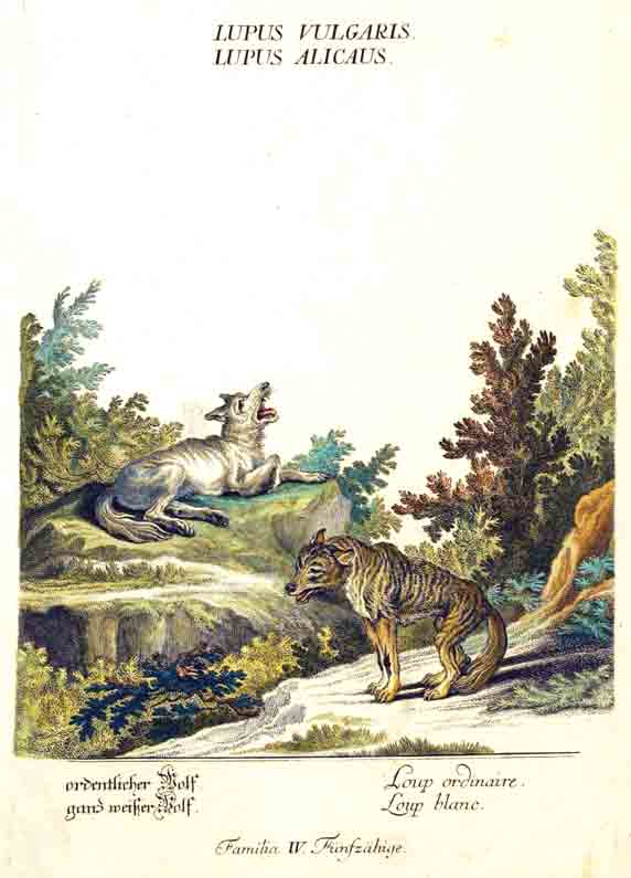 RIDINGER (M. E. & J. J. ) - Lupus Vulgaris, Lupus Alicaus./ Ordentlicher Wolf, ganz weisser Wolf./ Loup ordinaire, Loup blanc.. Familia IV   Fnfzhige. Aus / From: RIDINGER (M. E. & J. J. ): Thierreich (Thierbuch), Augsburg, 1768. Original Handkolorierter Kupferstich auf Honig-Btten. / Original handcoloured engraving / Gravure orig. col.  la main. Blatt 28x45 cm.