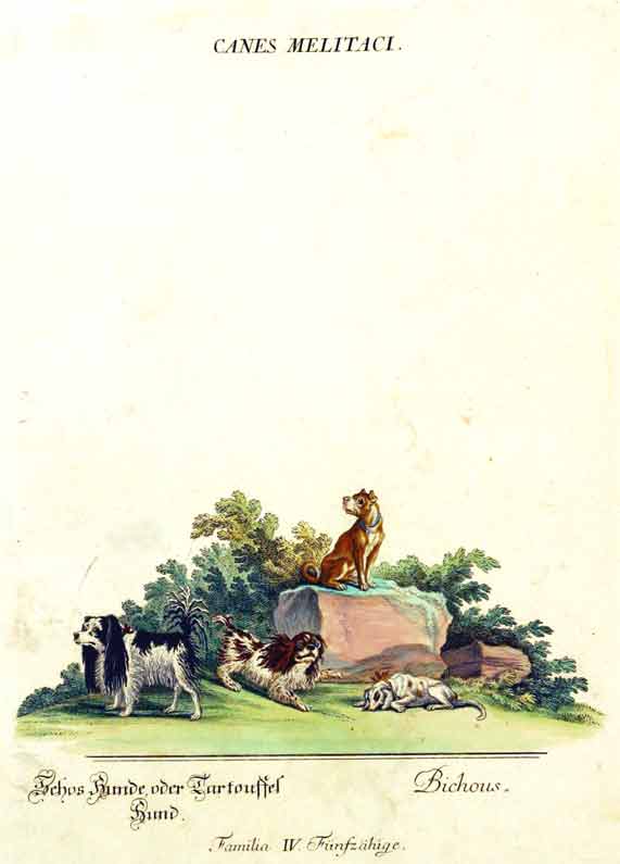 RIDINGER (M. E. & J. J. ) - Canes Melitaci./ Schos Hunde, oder Tartouffel Hund ./ Bichous. Familia IV.  Fnfzhige. Aus / From: RIDINGER (M. E. & J. J. ): Thierreich (Thierbuch), Augsburg, 1768. Original Handkolorierter Kupferstich auf Honig-Btten. / Original handcoloured engraving / Gravure orig. col.  la main. Blatt 28x45 cm.