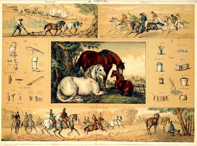  - Le cheval. Avec 4 ff de texte explicatif, tir de: DELBRCK, Jules: Les rcrations instructives ca. 1860. Lithographie originale en couleurs par AMIEL & COLETTE (dess. & lith.):