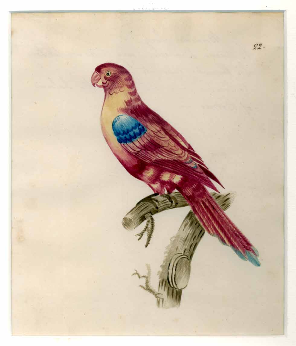  - Perroquet carlate, Psittacus Borneus, de l'le de Borno. oiseau exotique. -