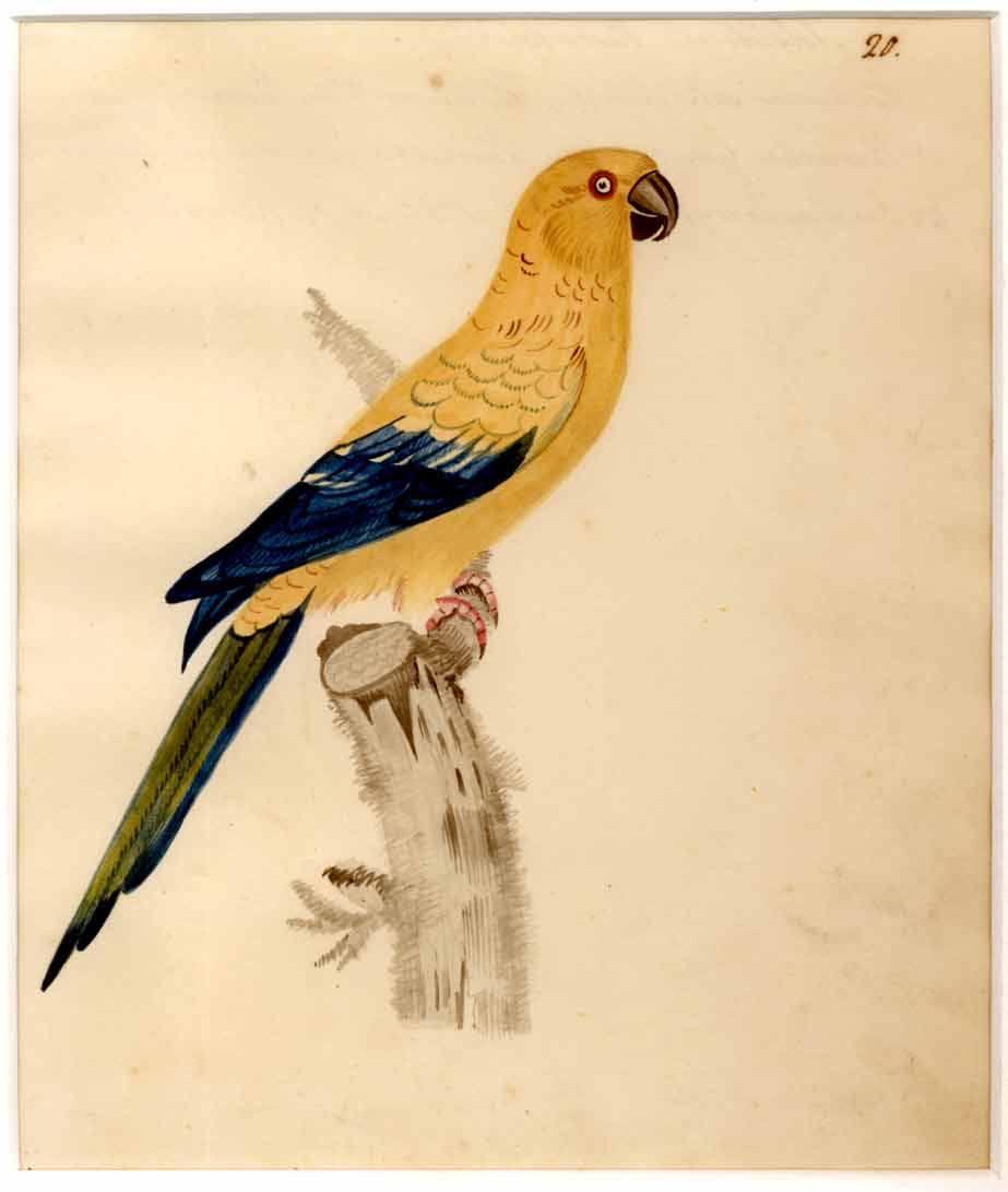  - Perruche jaune de Cayenne, Psittacus solstitialis, du Brsil.oiseau exotique.